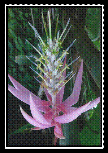 fazenda niagara1.jpg