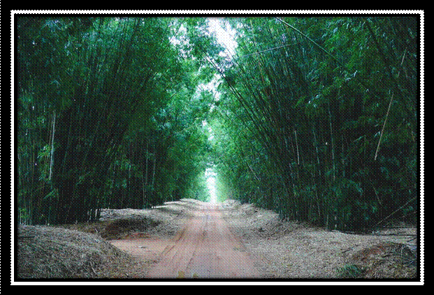 fazenda niagara123456.jpg