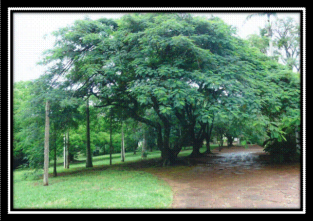 fazenda niagara123456789.jpg