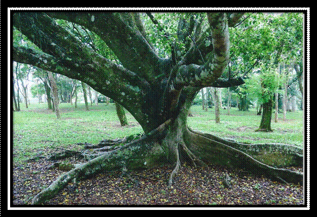 fazenda niagara16.jpg