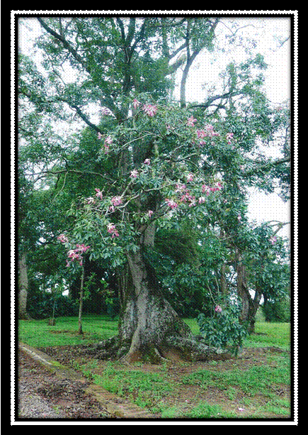 fazenda niagara17.jpg